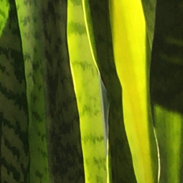 Snake plants